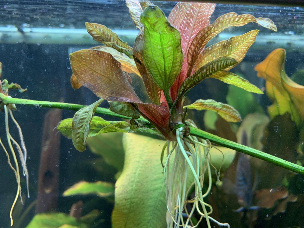 Аквариумные растения названия