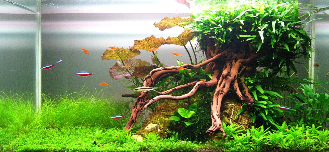 Аквариумные цветы для баннера