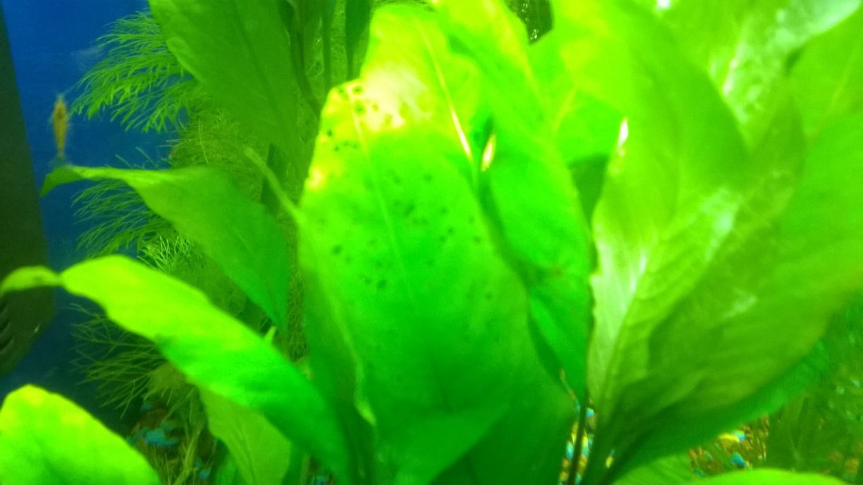 Погостемон Мидл Грин