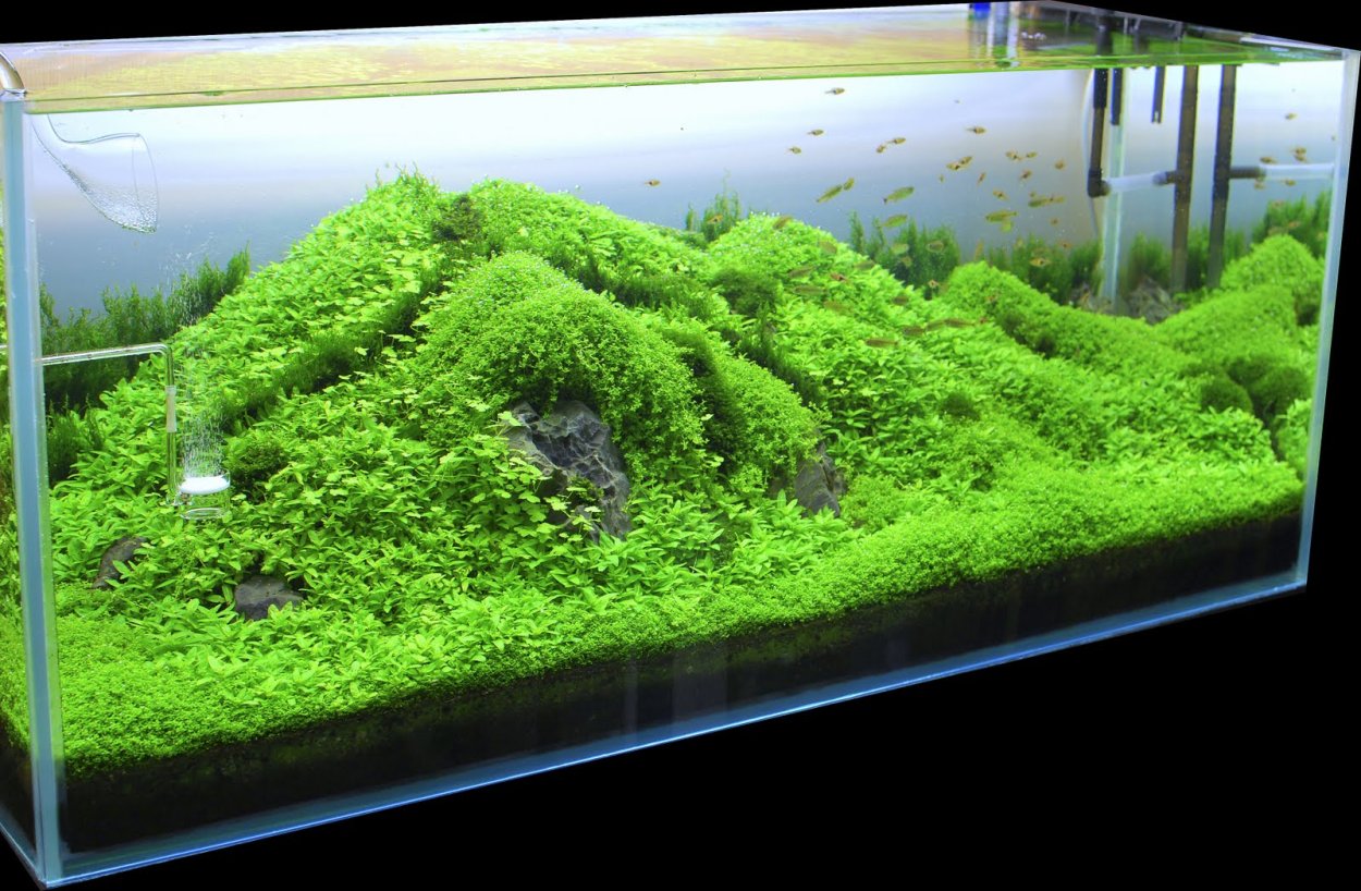 Ротала Гояс