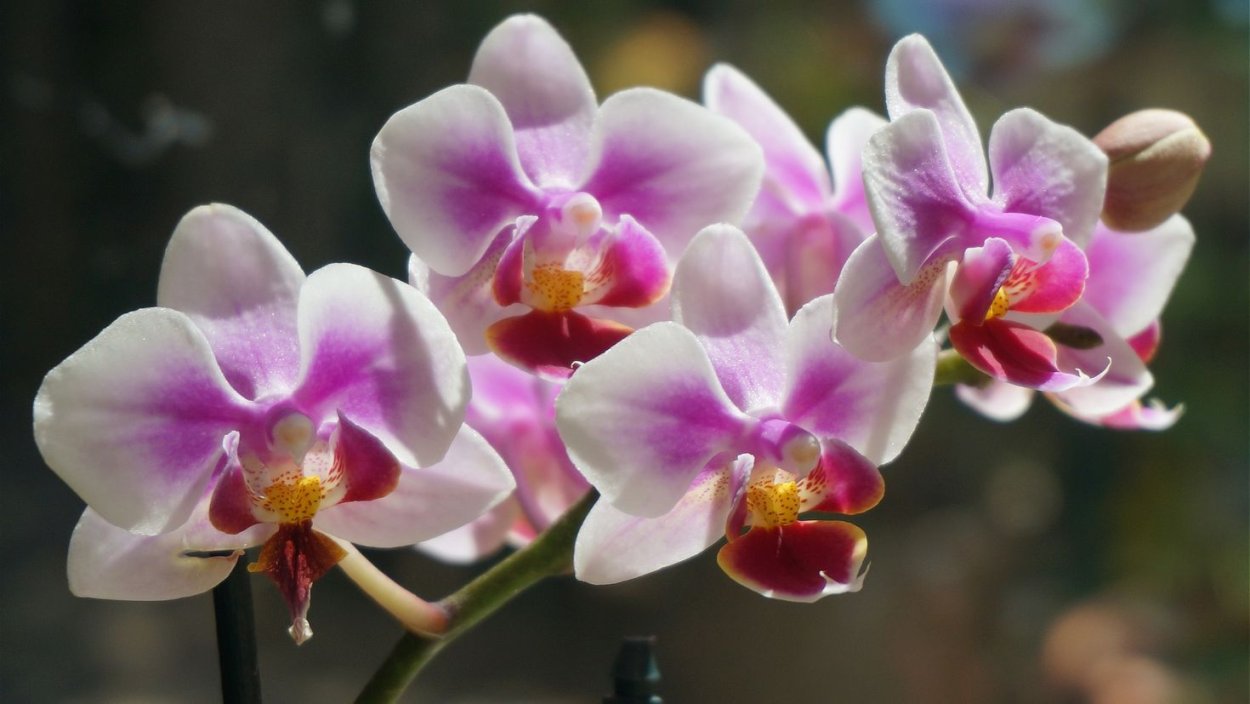 Орхидея Phalaenopsis Carmen