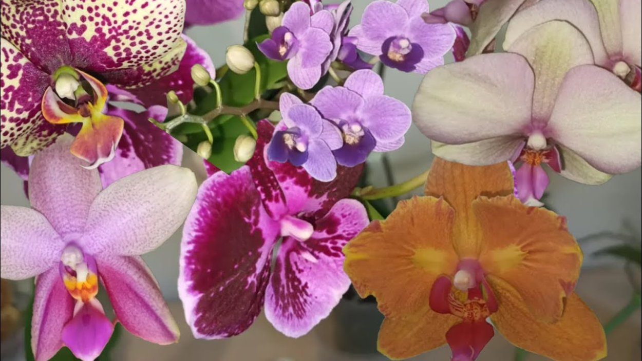 Орхидея Phal Scention