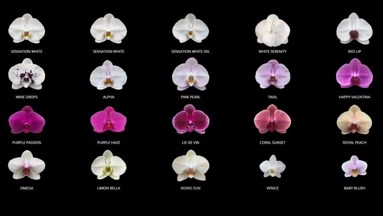 Орхидея фаленопсис Алексия