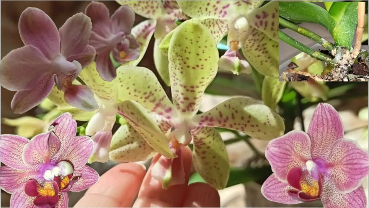 Красивые открытки с цветами бабочками сад