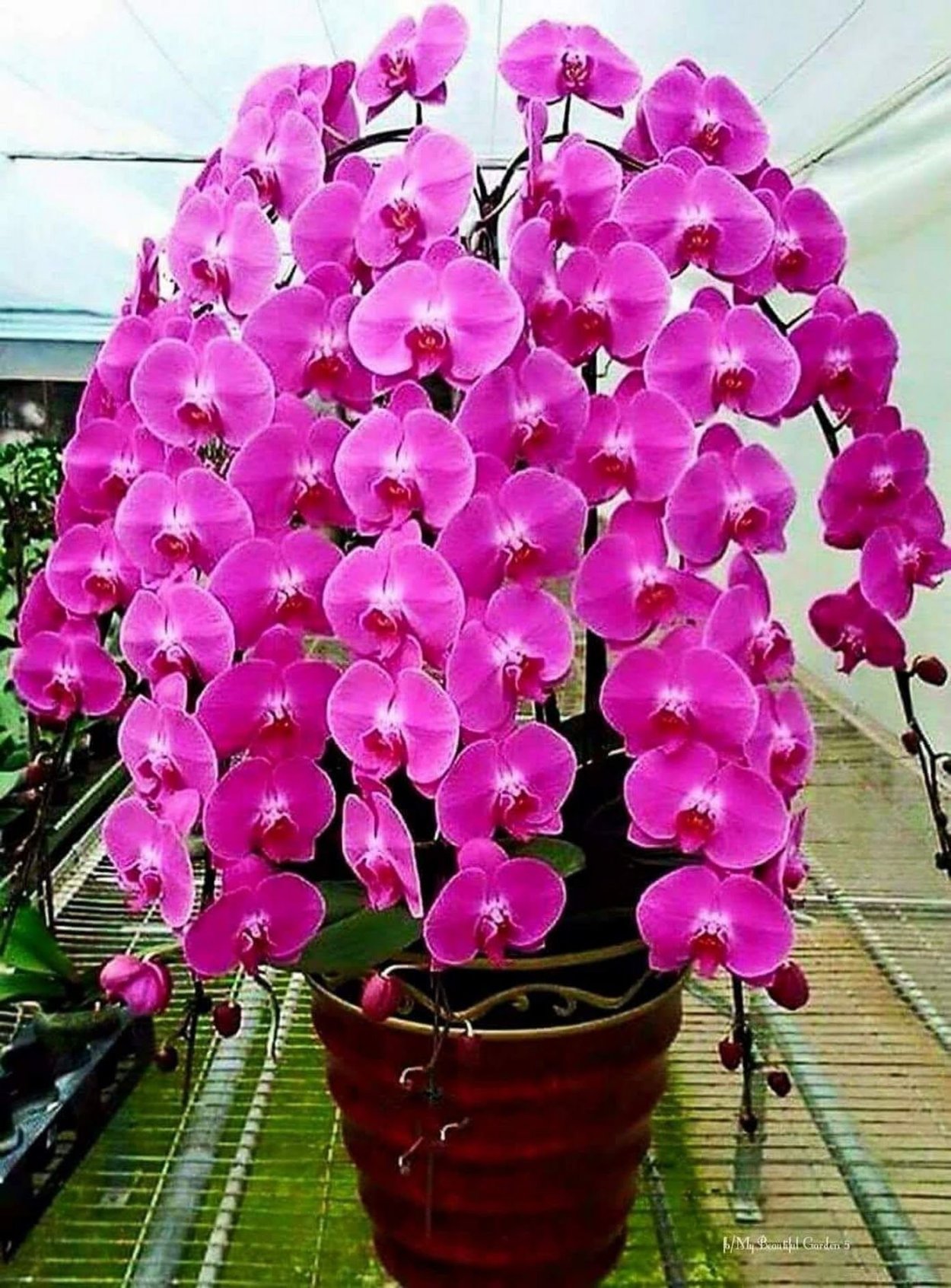 Дендробиум Цимбидиум