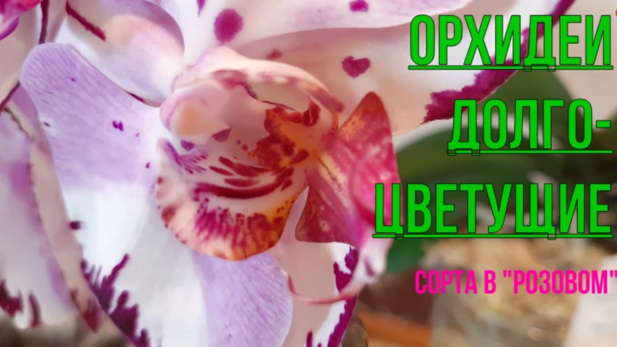 Сого Вивьен Орхидея