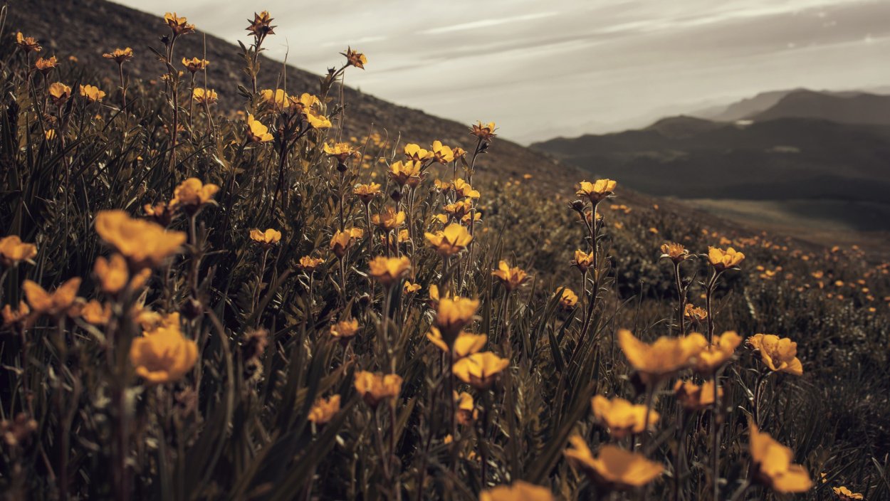 Поле с цветами Эстетика