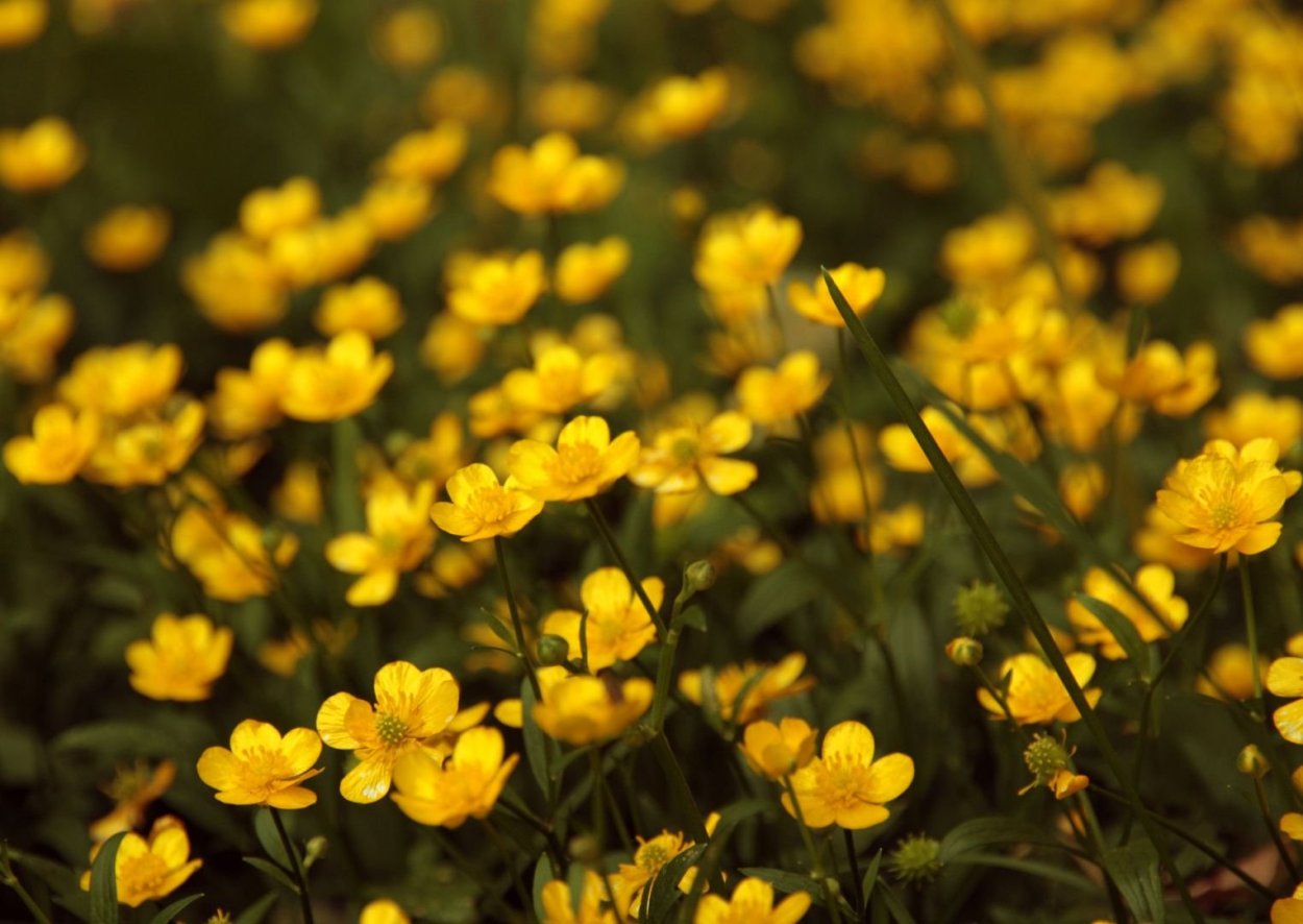 Лютик полевой