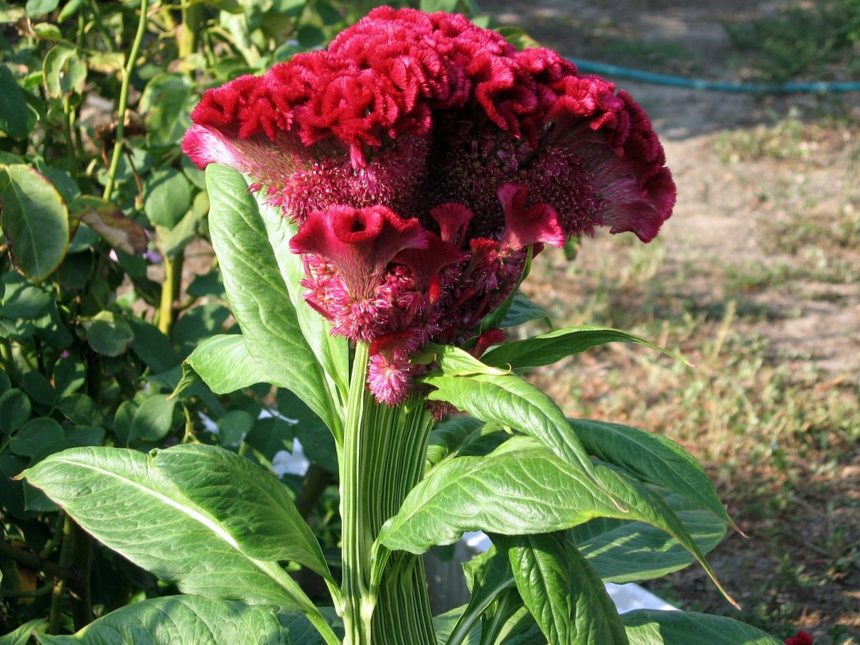 Целозия Империалис