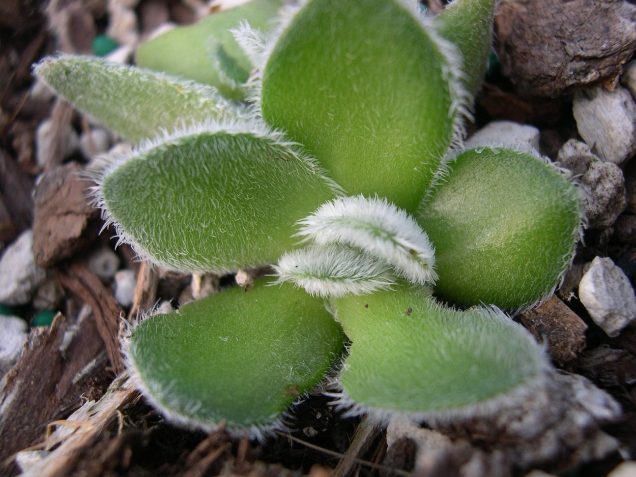 Crassula tomentosa