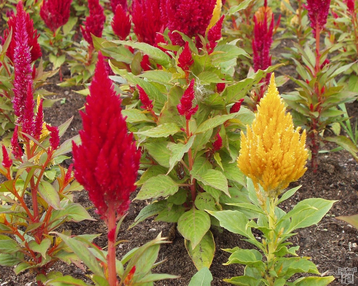 Свайнсона прекрасная (Swainsona Formosa)