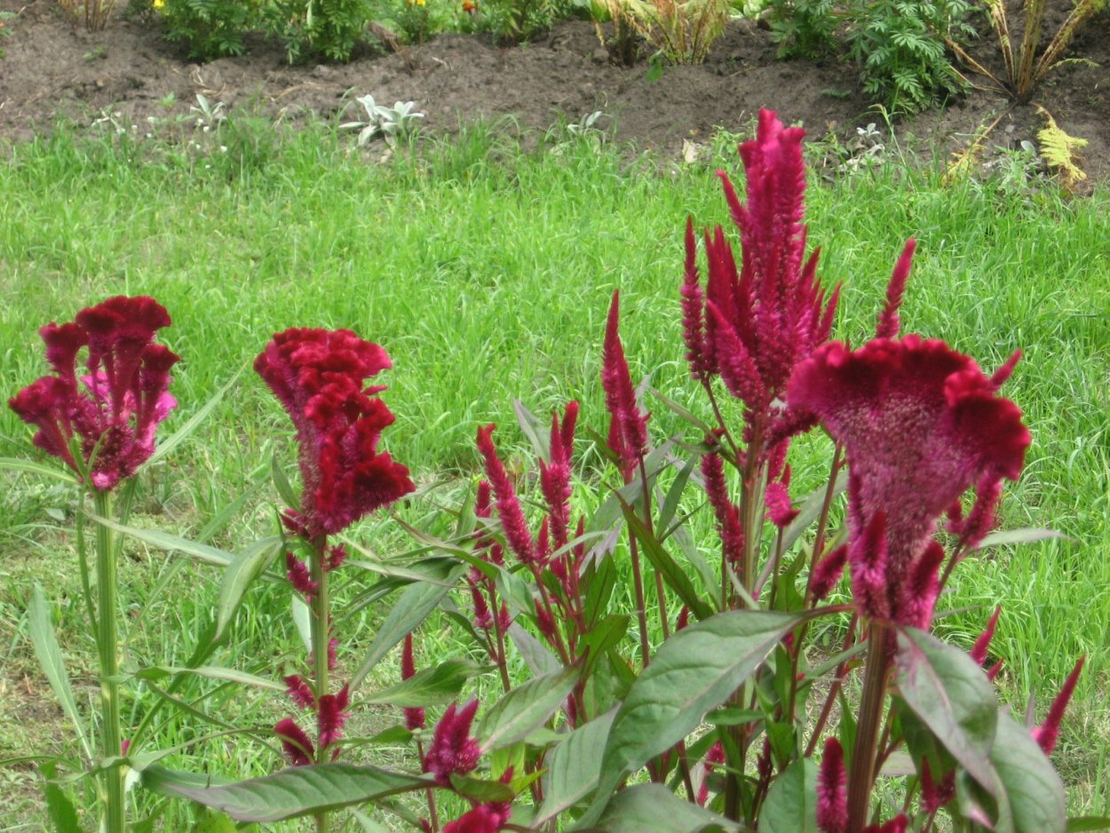 Амаранты цветы Петушки