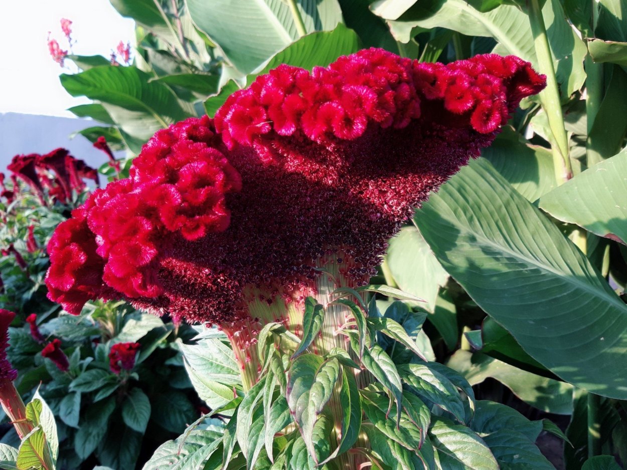 Петушки целозия цветы