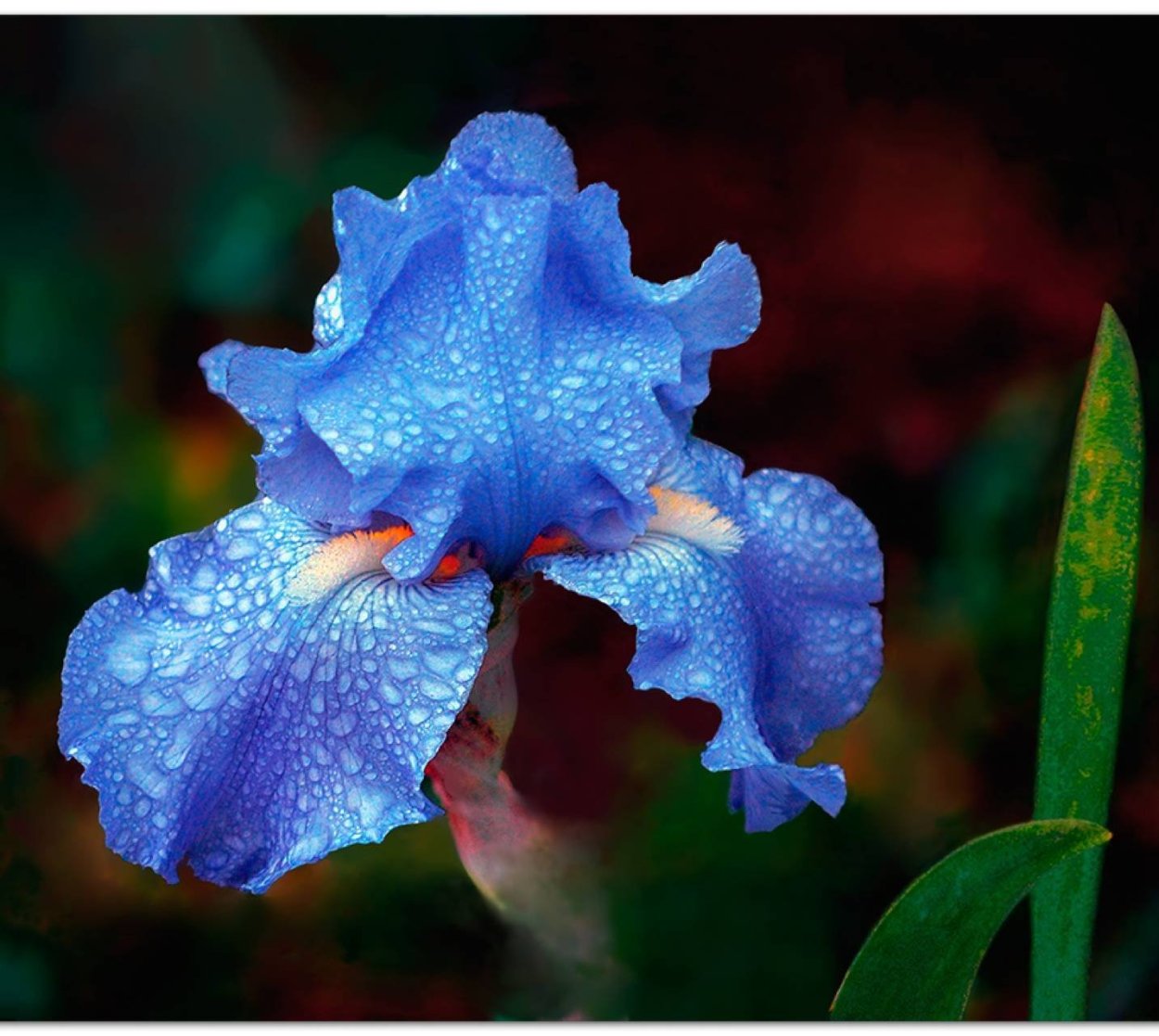 Целозия гребенчатая корона