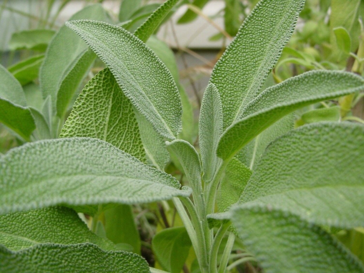 Шалфей лекарственный (Salvia officinalis)