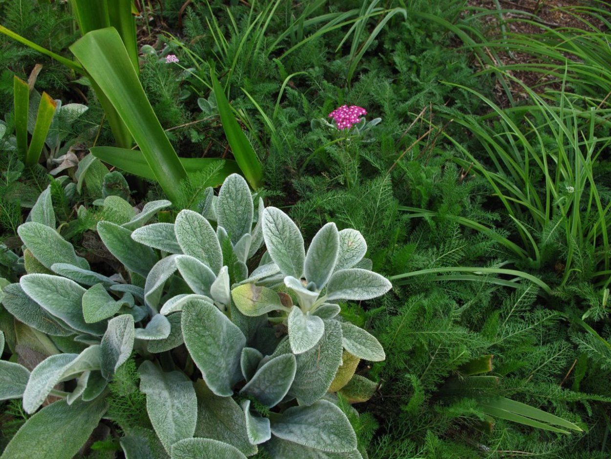 Растение чистец шерстистый