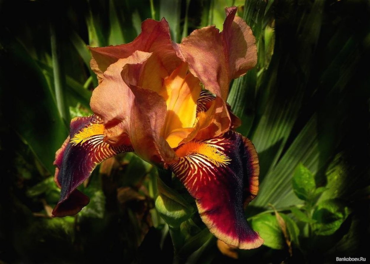 Целозия гребенчатая коралловый сад