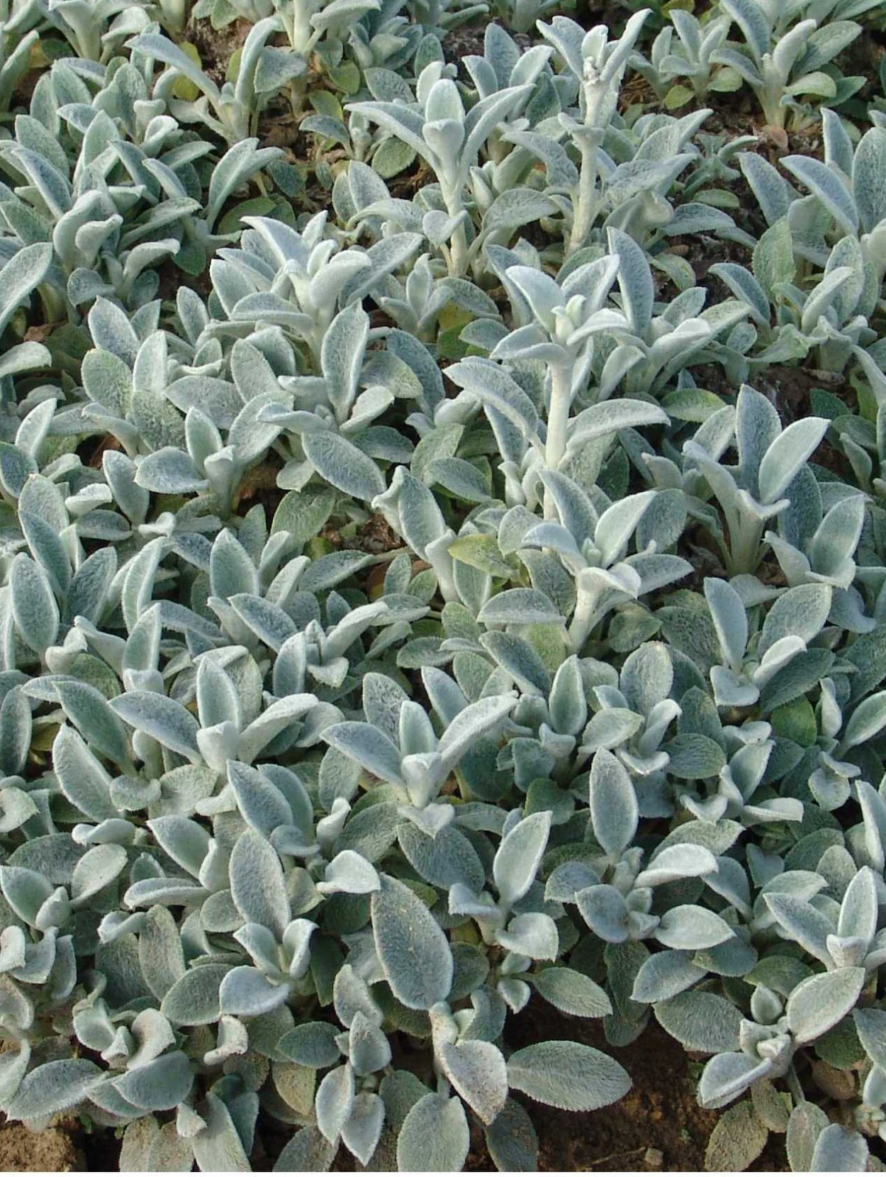 Чистец шерстистый овечьи ушки