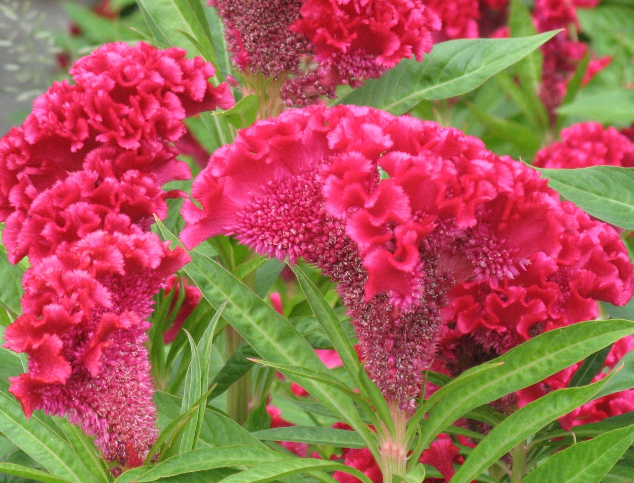 Агератум и целозия