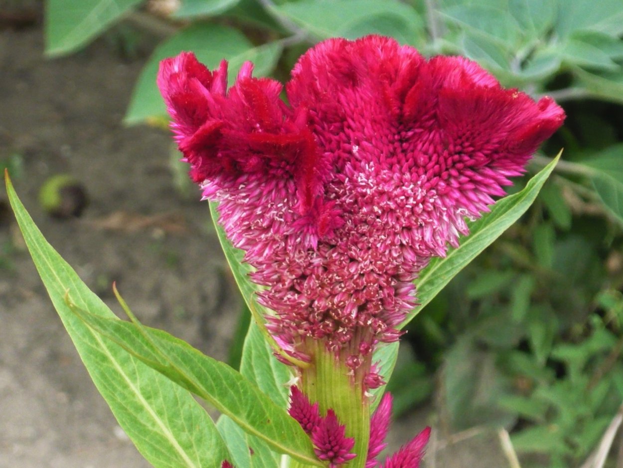 Цветы Петушки гребешки