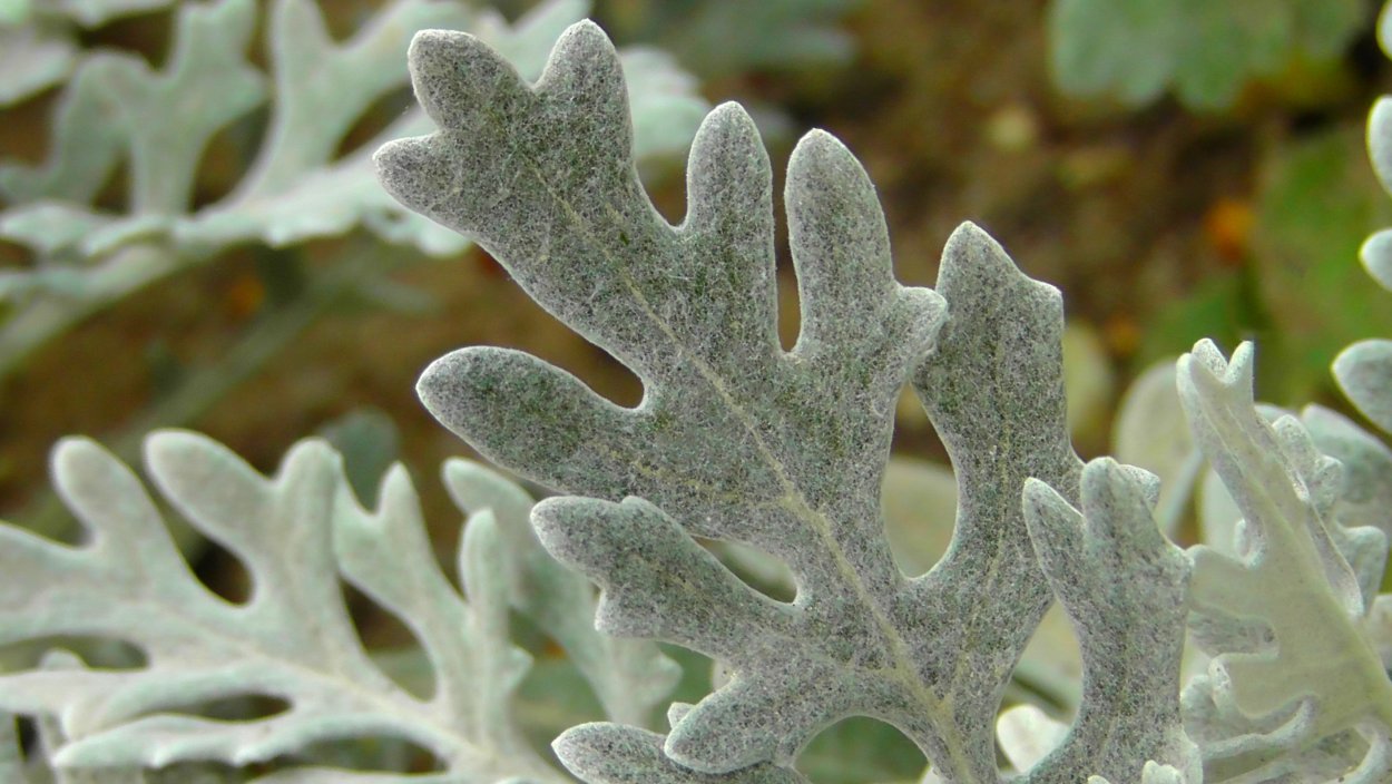 Серебряный лист