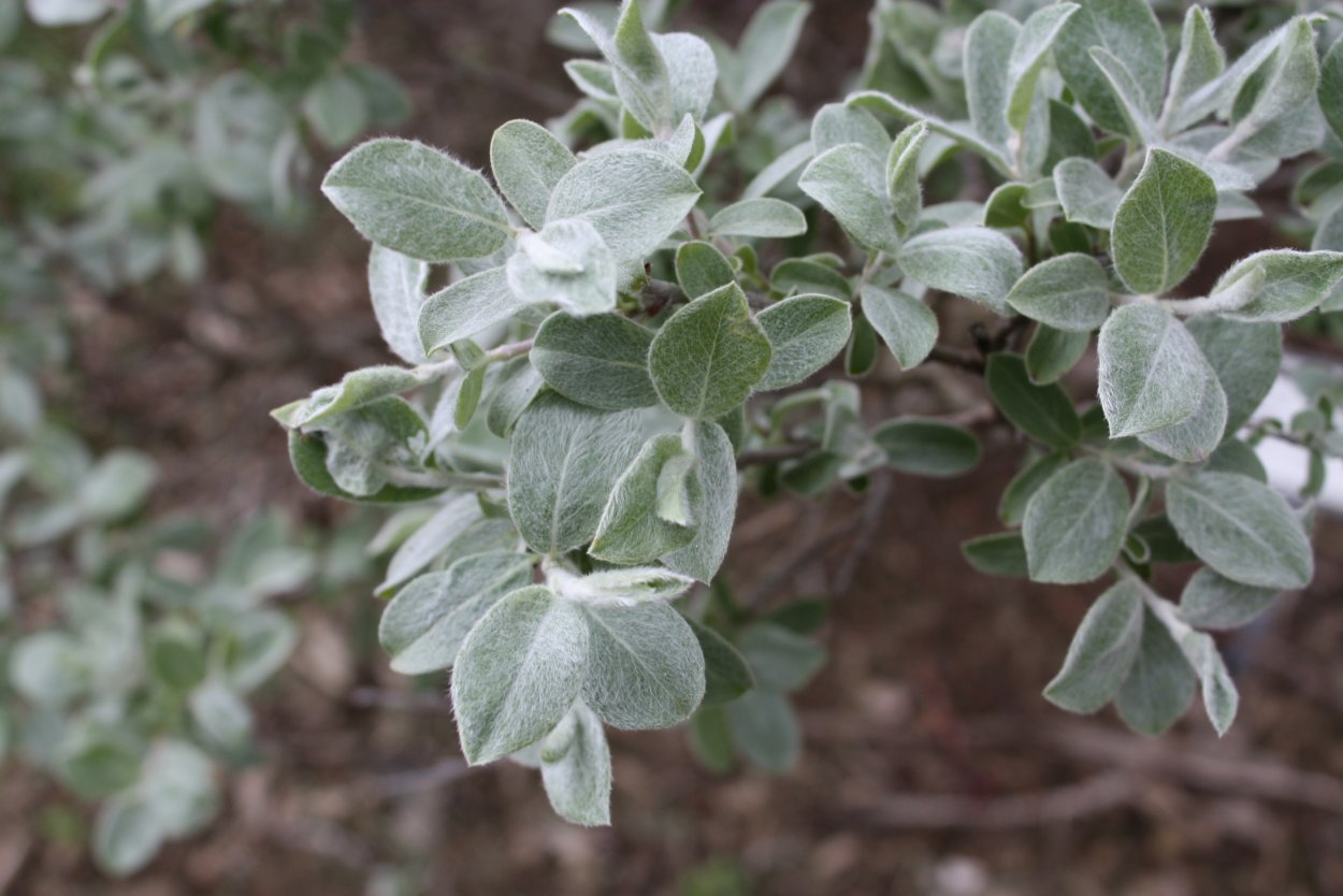 Ива ползучая серебристая