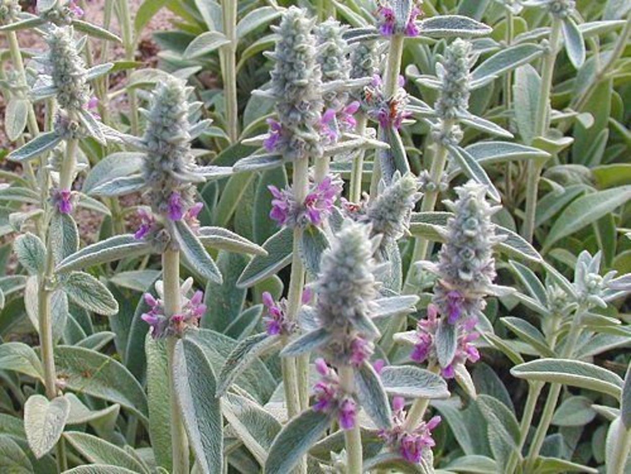 Дикие травы с широкими,мохнатыми листьями