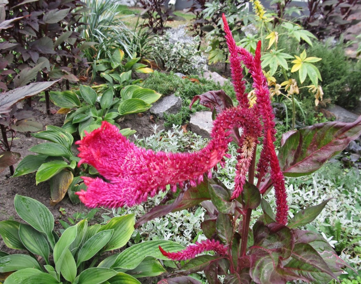 Цветы Петушки гребешки