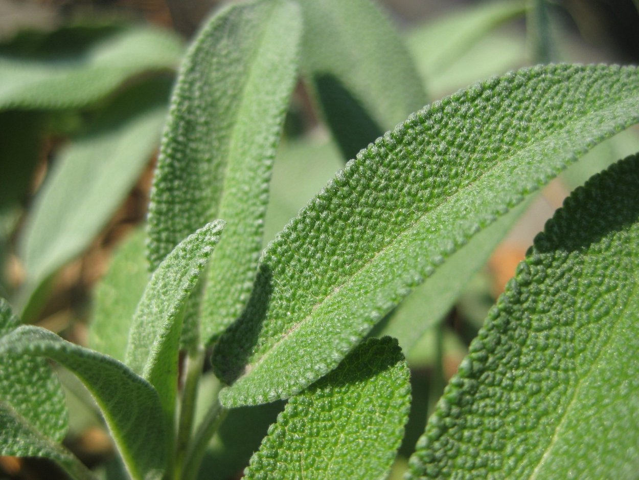 Шалфей лекарственный Sage Plant
