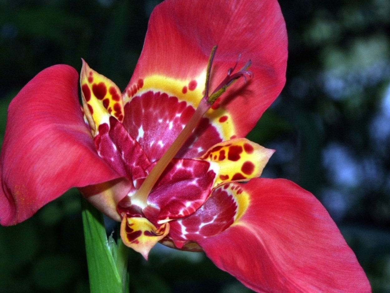 Целозия петушиный гребень