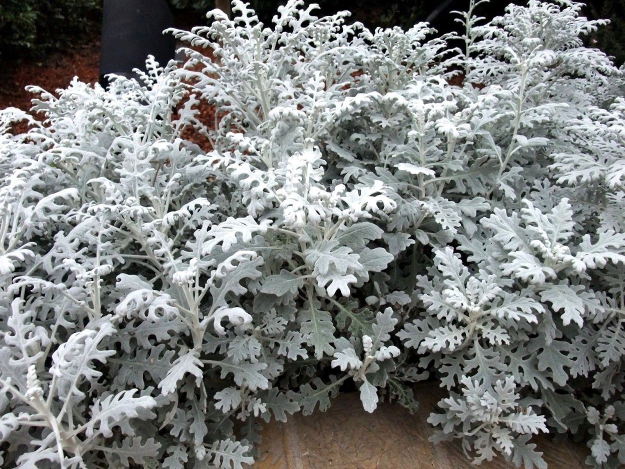 Цинерария Приморская (Senecio cineraria)