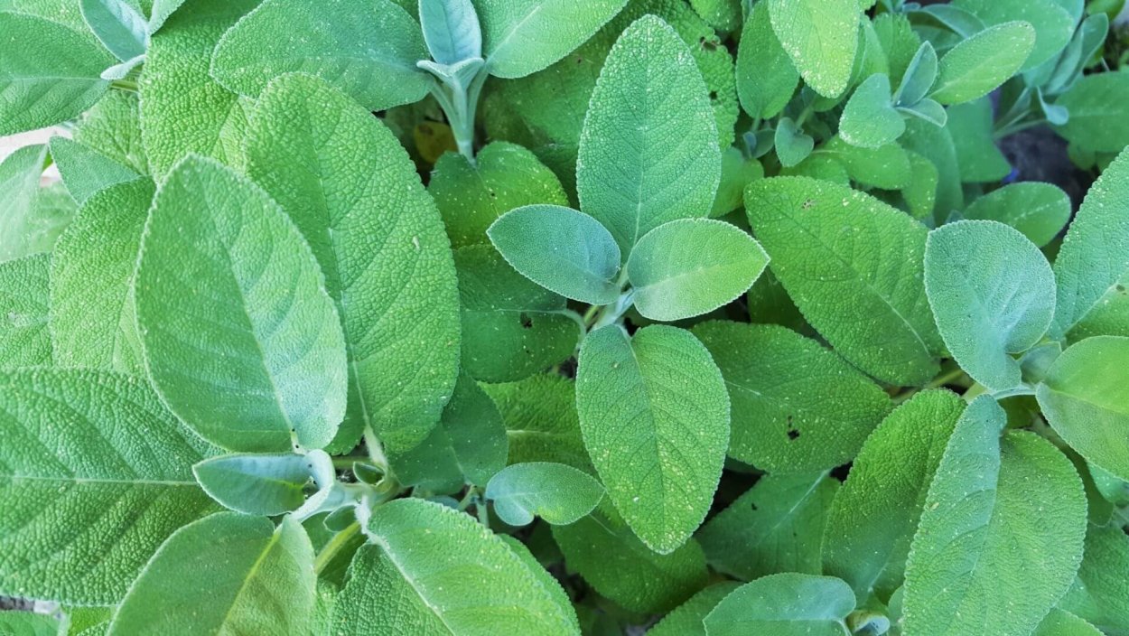 Шалфей лекарственный Sage Plant