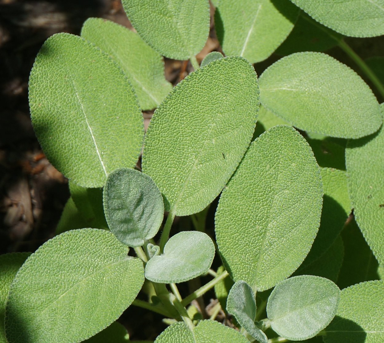 Salvia officinalis лист
