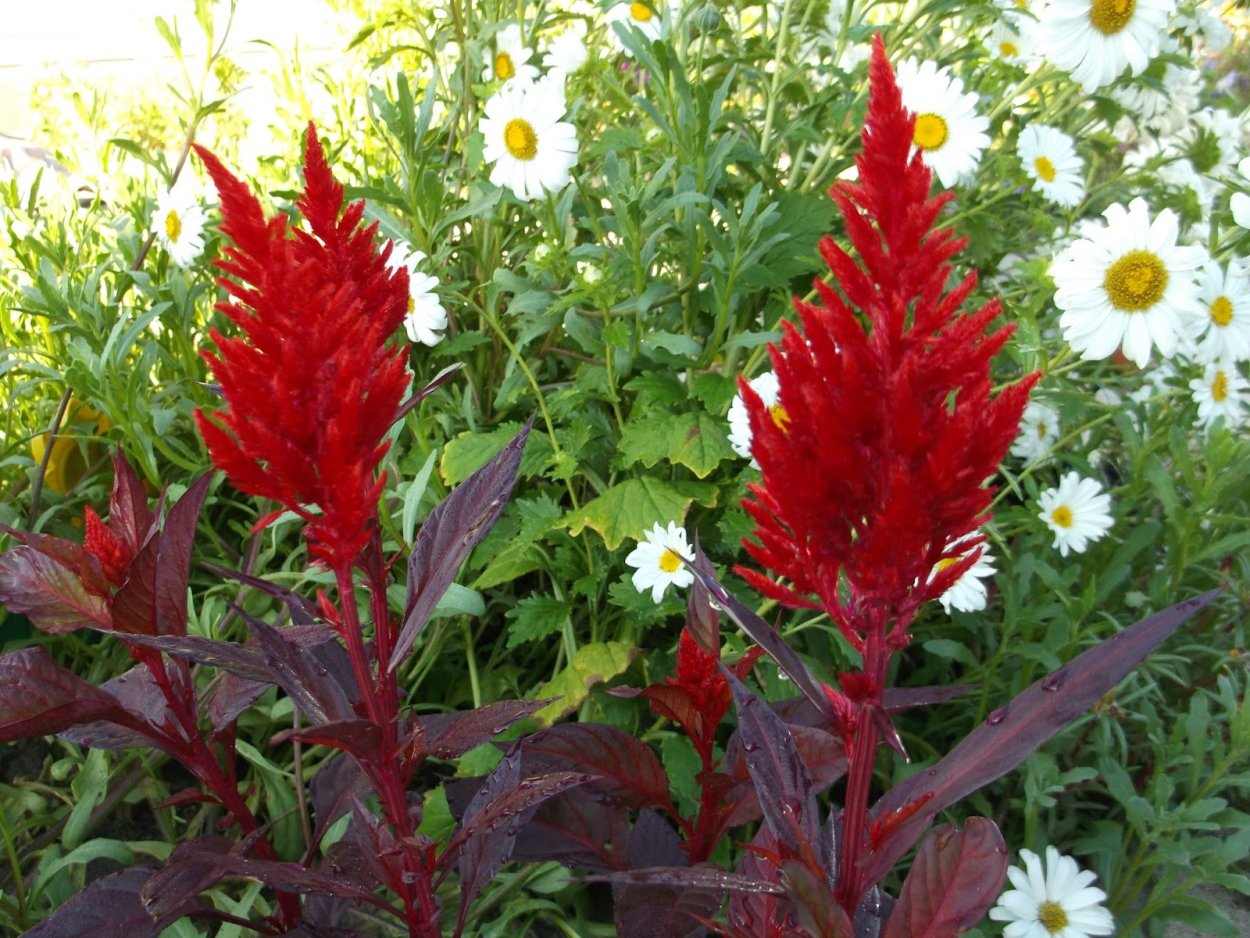 Цветок целозия гребенчатая корона