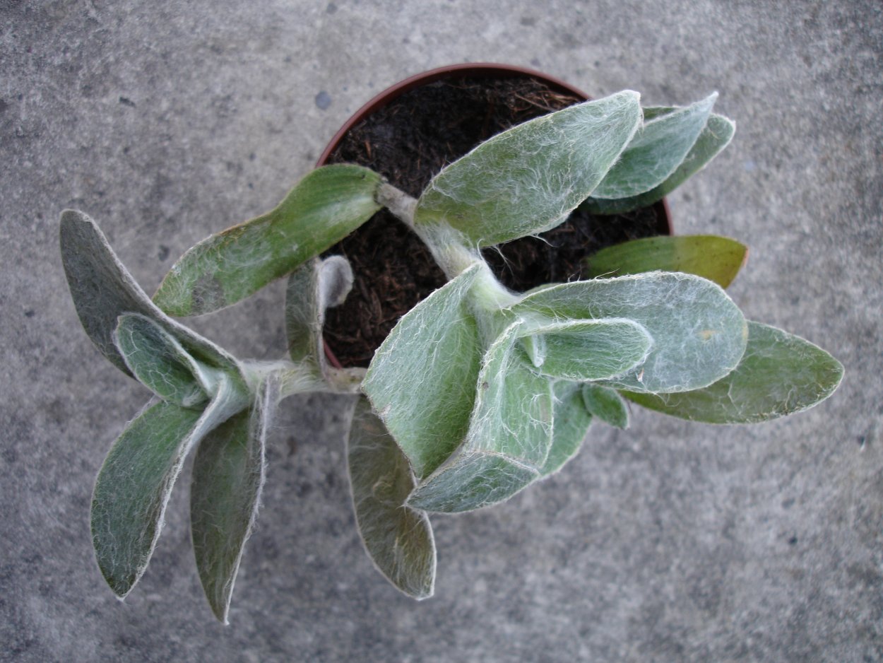 Традесканция силламонтана