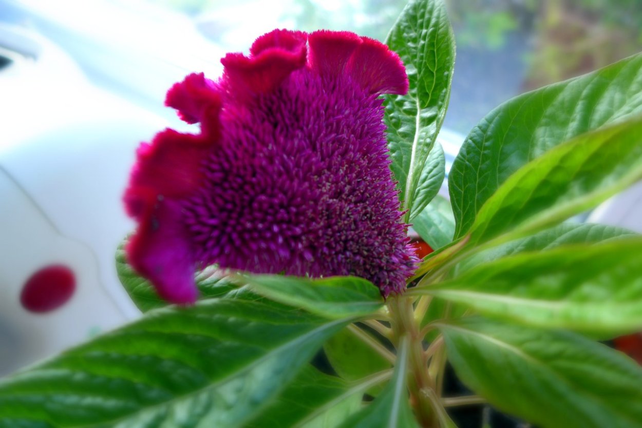 Цветы целозия метельчатая