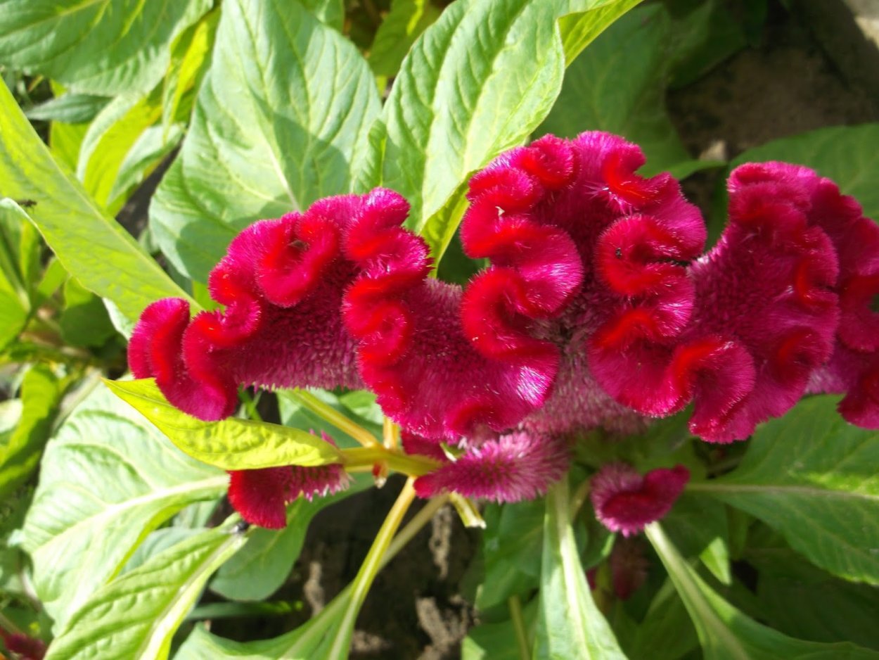 Фото цветка с петушками с красными