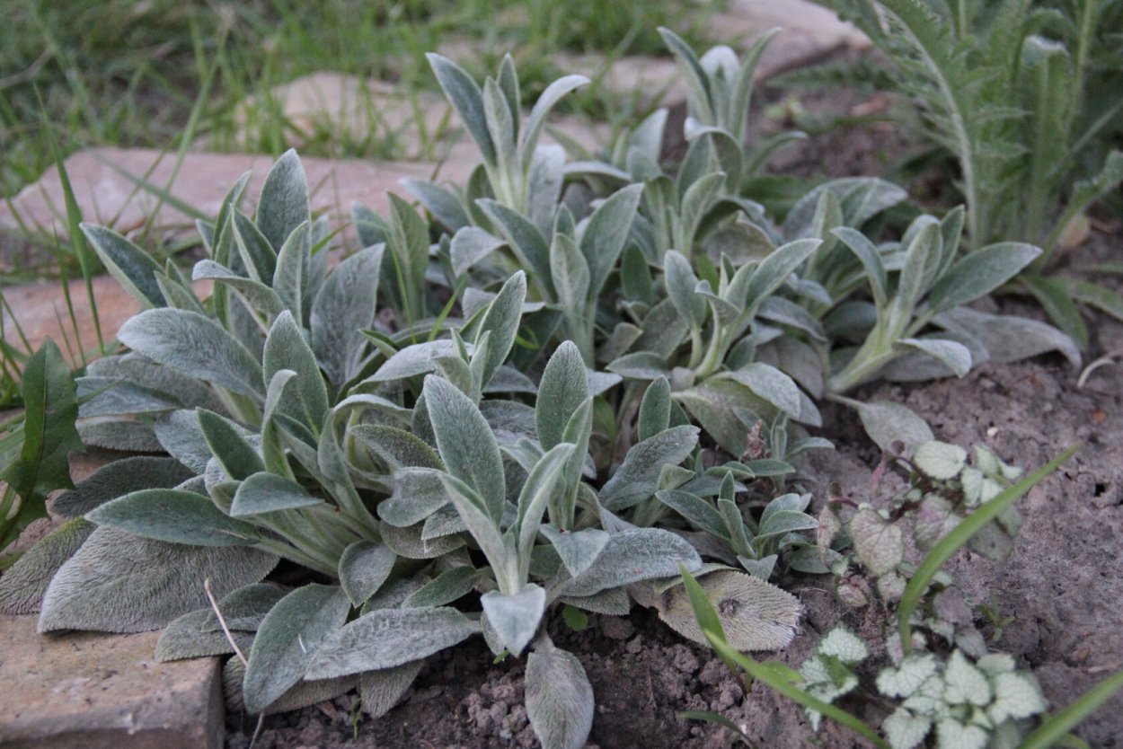 Чистец Византийский стахис