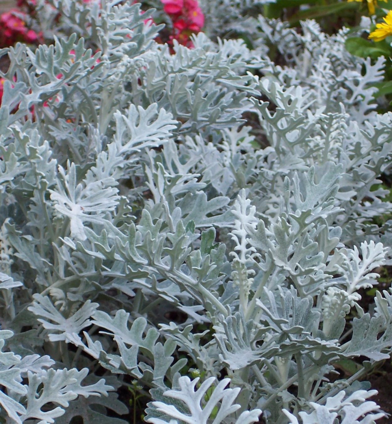 Цинерария Приморская