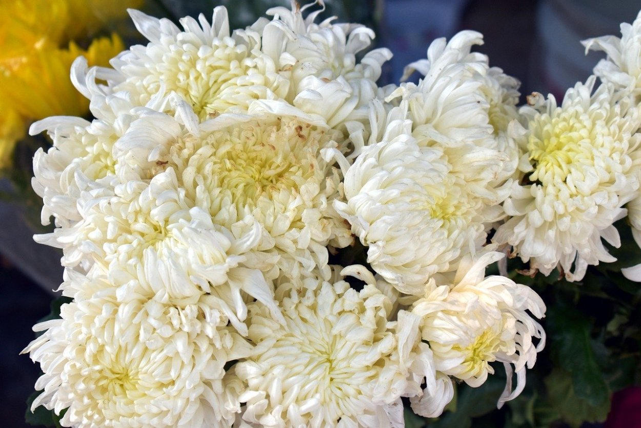 Хризантема Спайдер Вайт