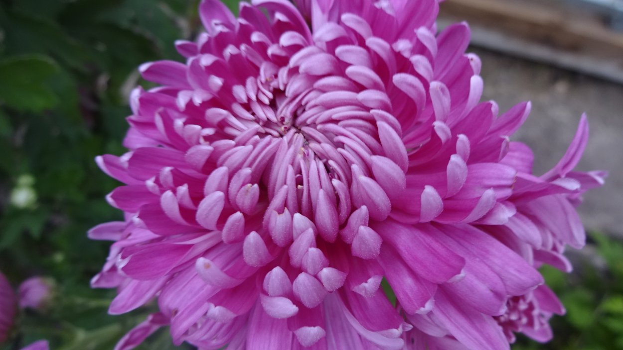 Хризантема Typhoon