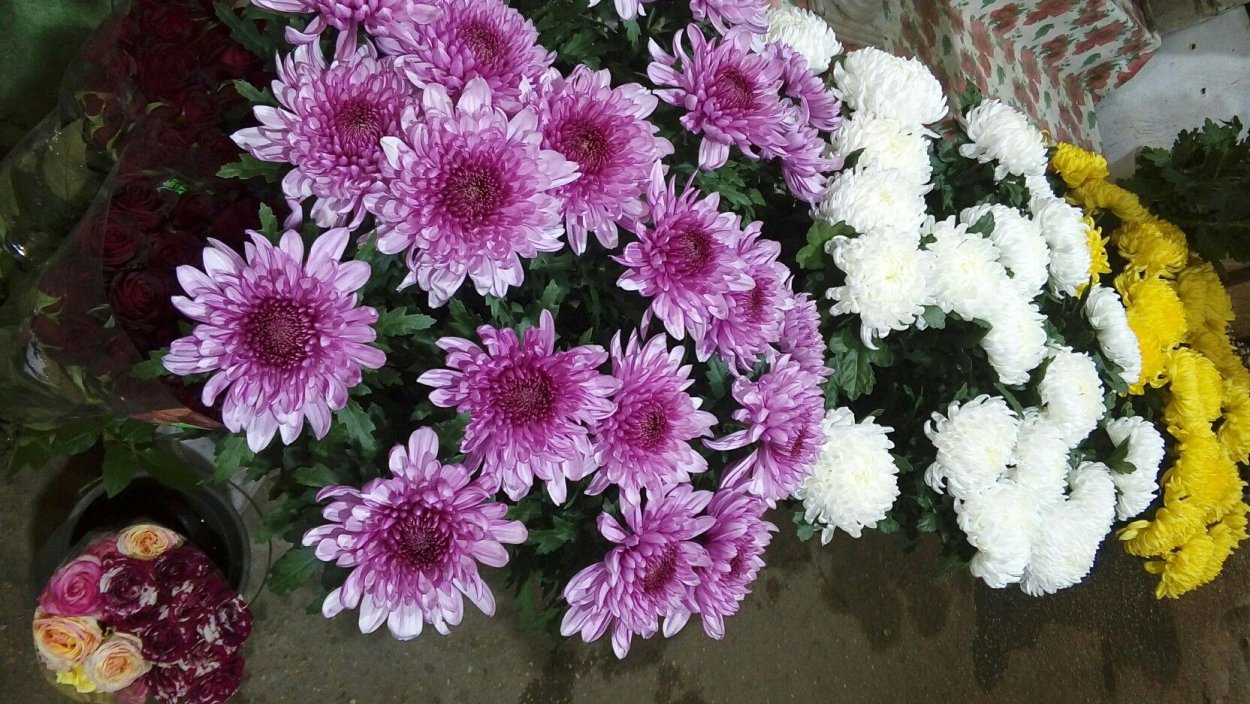 Хризантема Рибонет крашенная