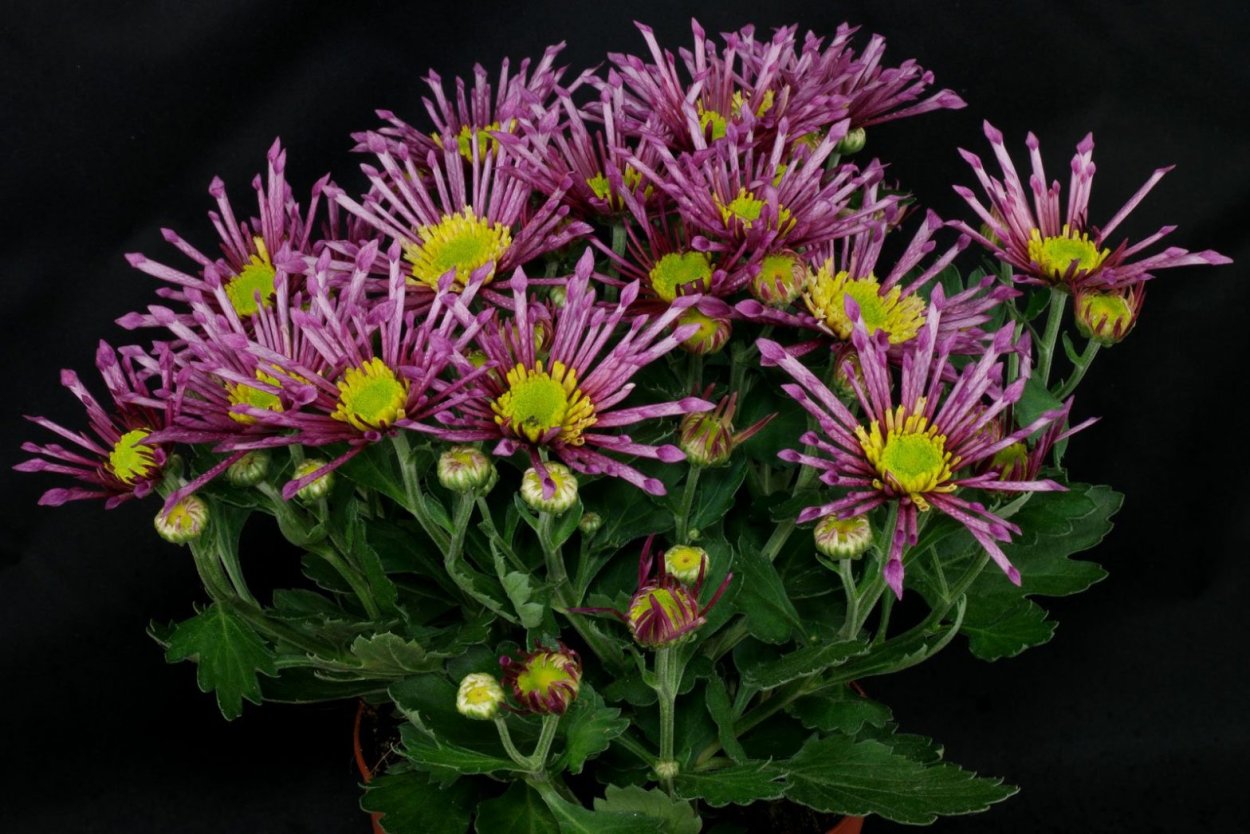 Хризантема Спонтайм