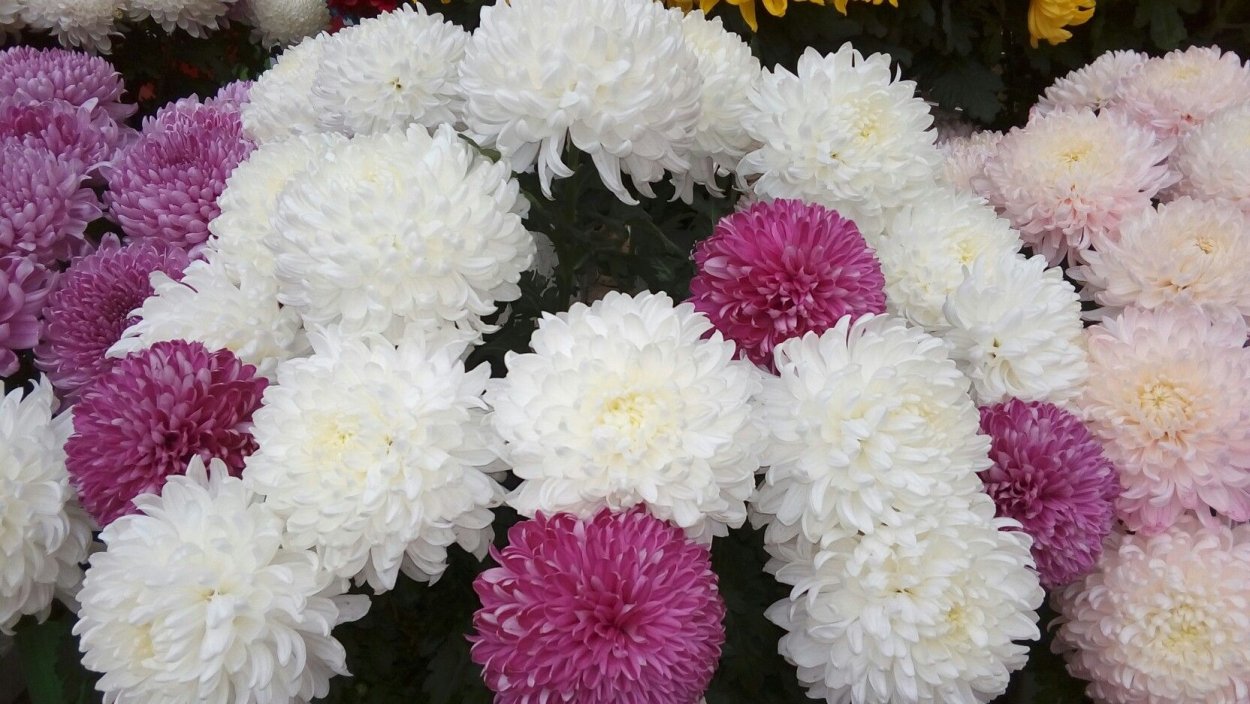 Хризантема Рибонет