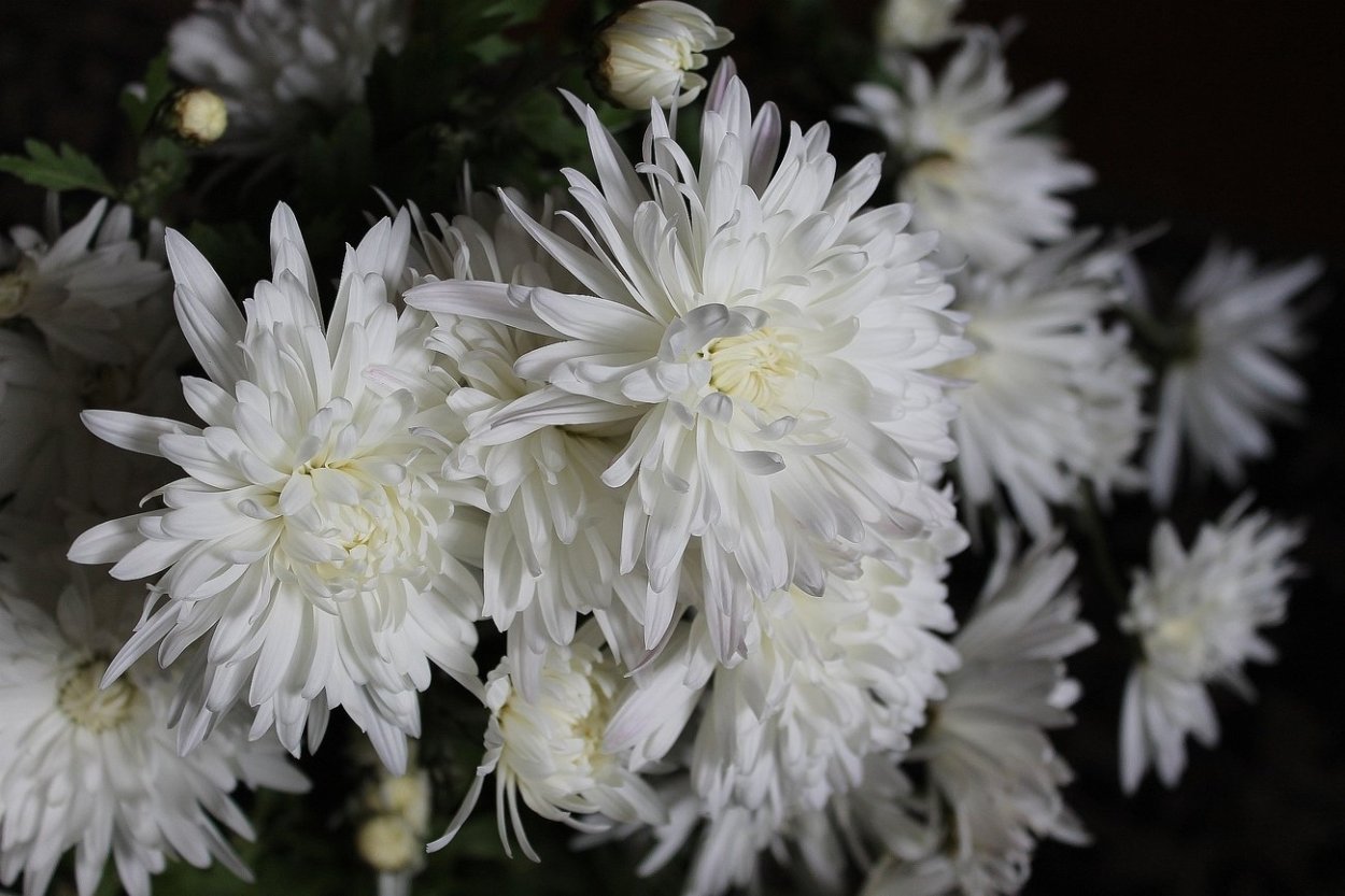 Хризантема белая махровая