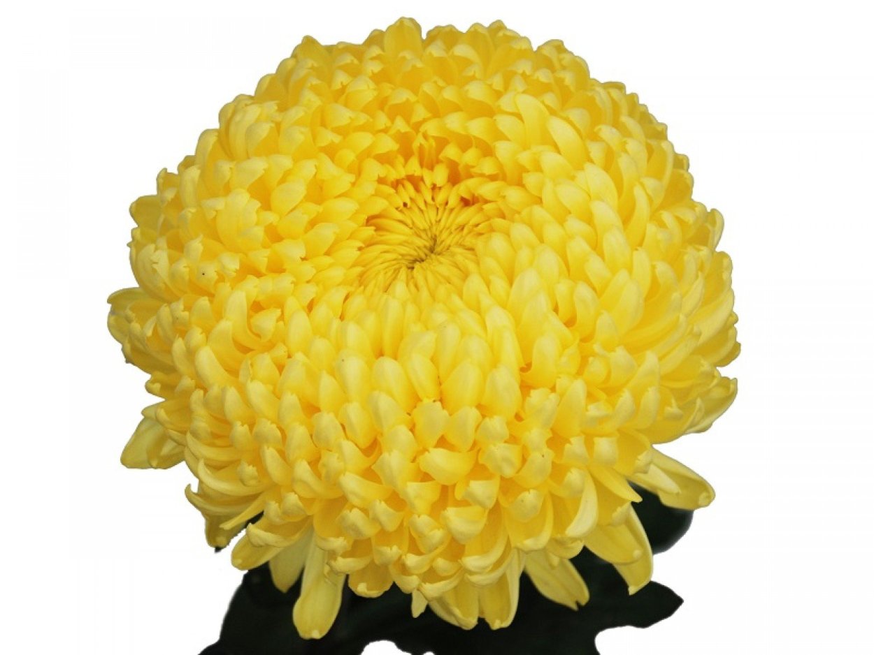 Хризантема Магнум белая