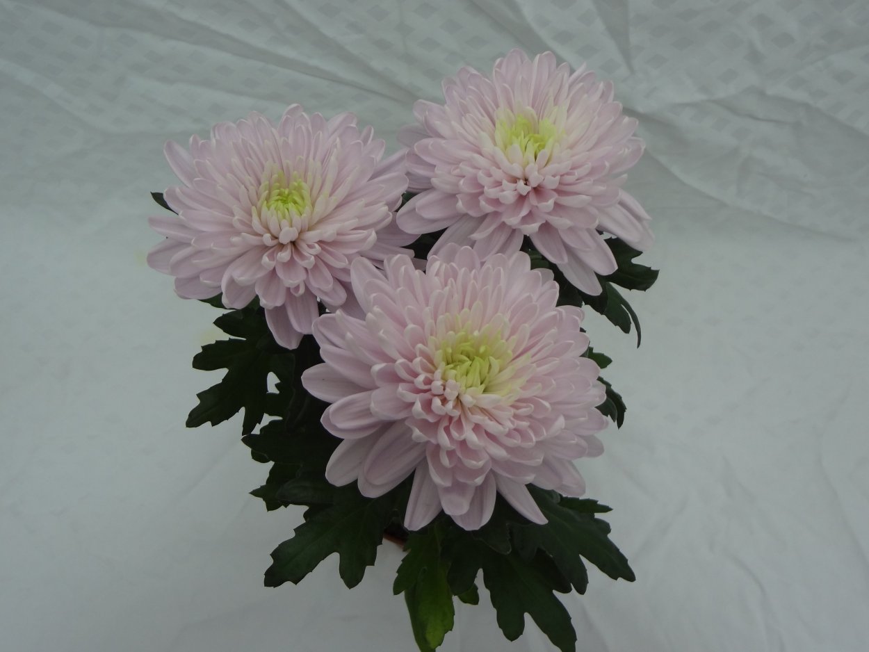 Хризантема Густав одноголовая