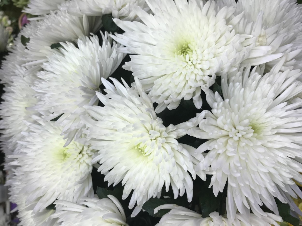 Хризантема Анастасия белая