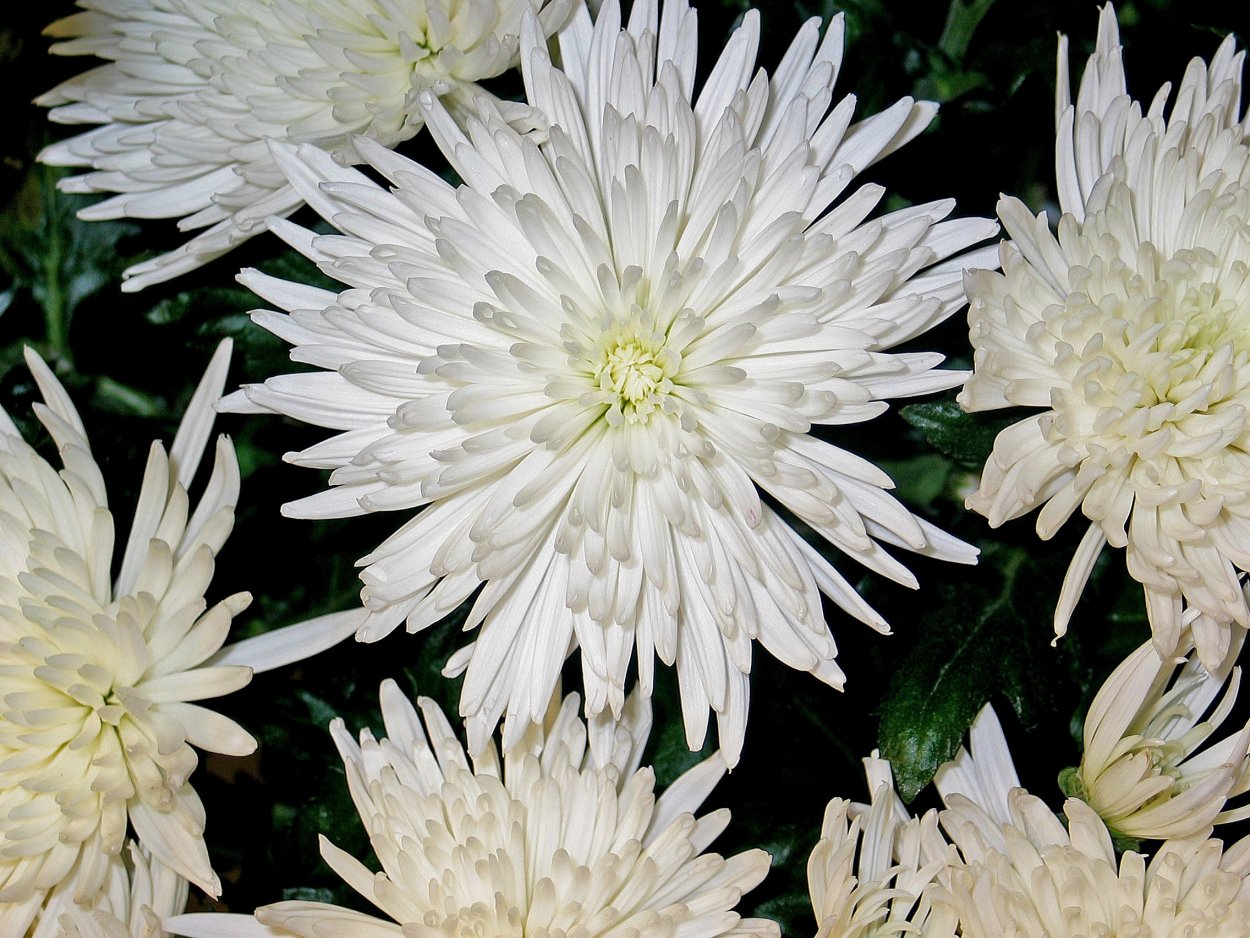 Хризантема Ребонет