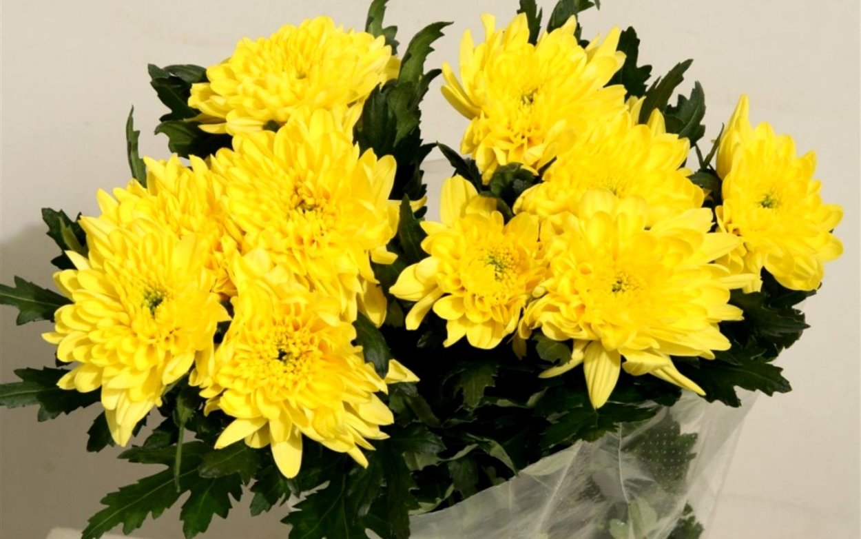 Хризантема Каймен Елоу